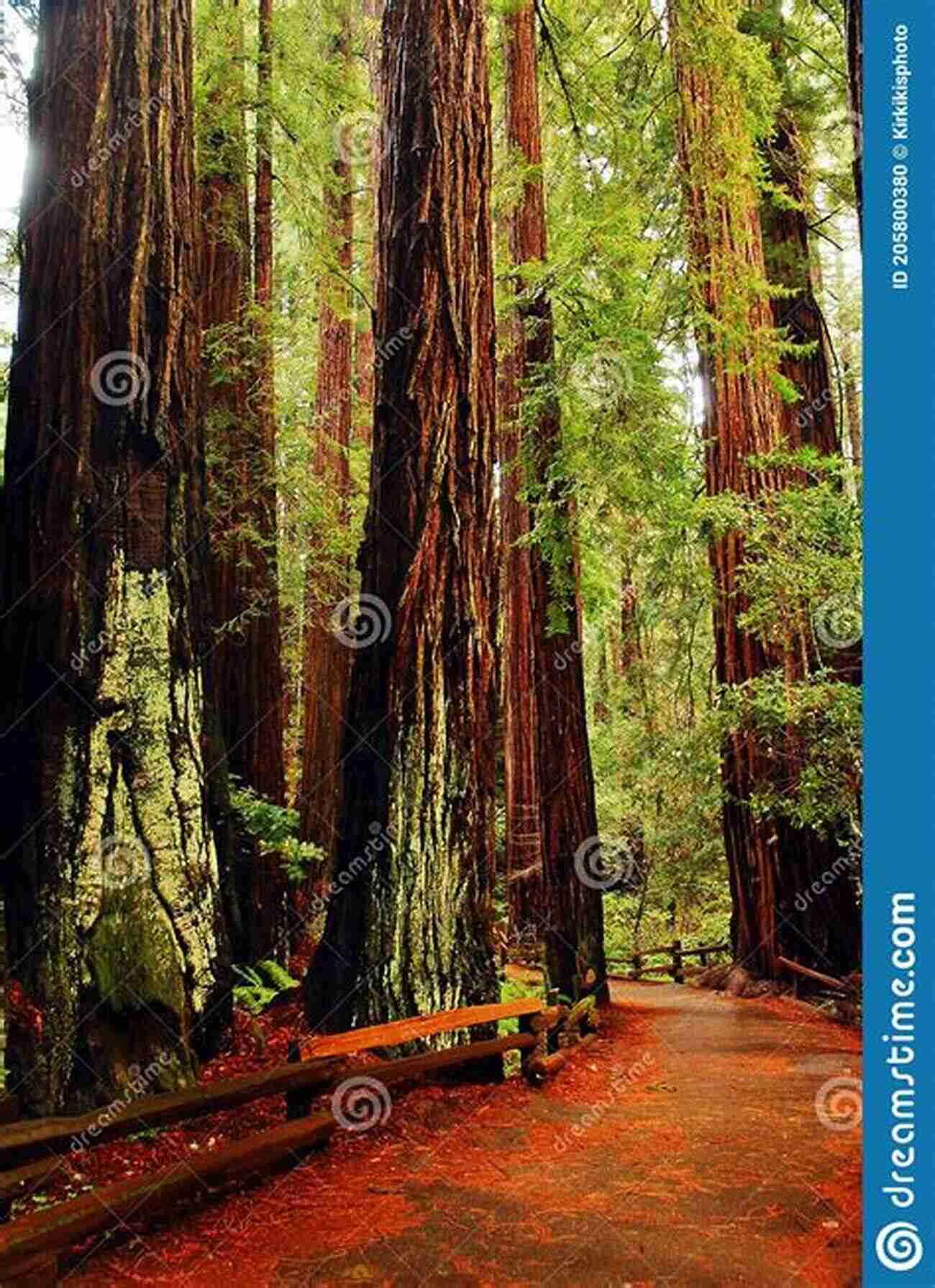 Explore The Towering Redwood Trees At Muir Woods Hiking The San Francisco Bay Area: A Guide To The Bay Area S Greatest Hiking Adventures (Regional Hiking Series)