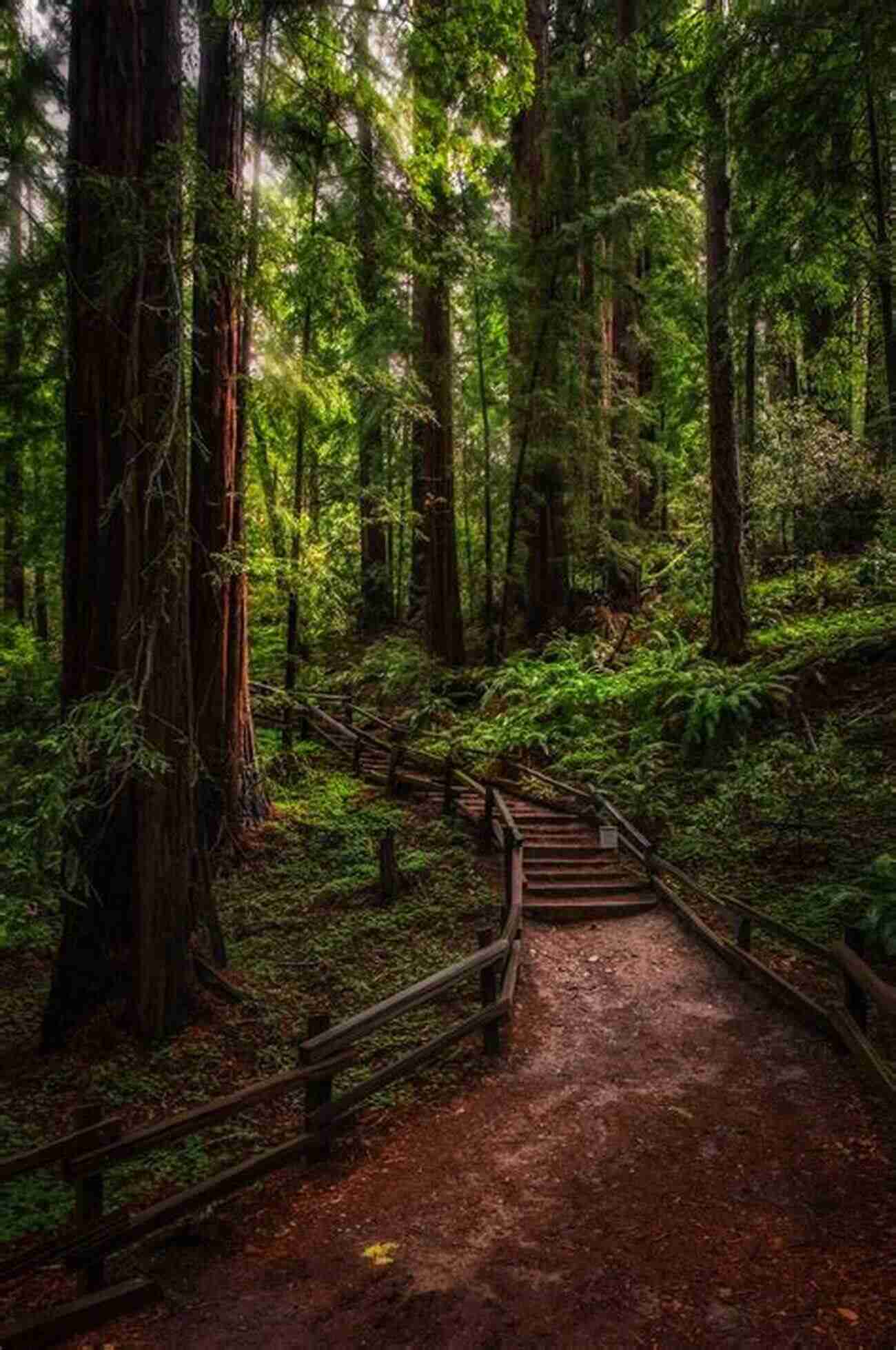 Exploring The Enchanting Redwood Forest A Year In The Woods: Twelve Small Journeys Into Nature