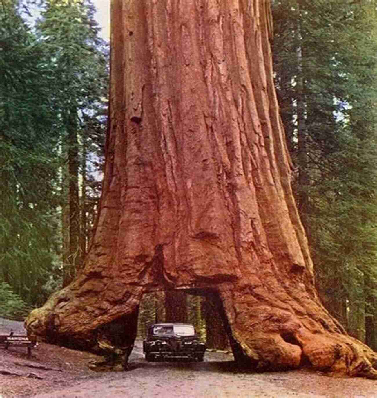 Giant Redwood Trees In A Forest Going Going Gone: 100 Animals And Plants On The Verge Of Extinction (Conservation)