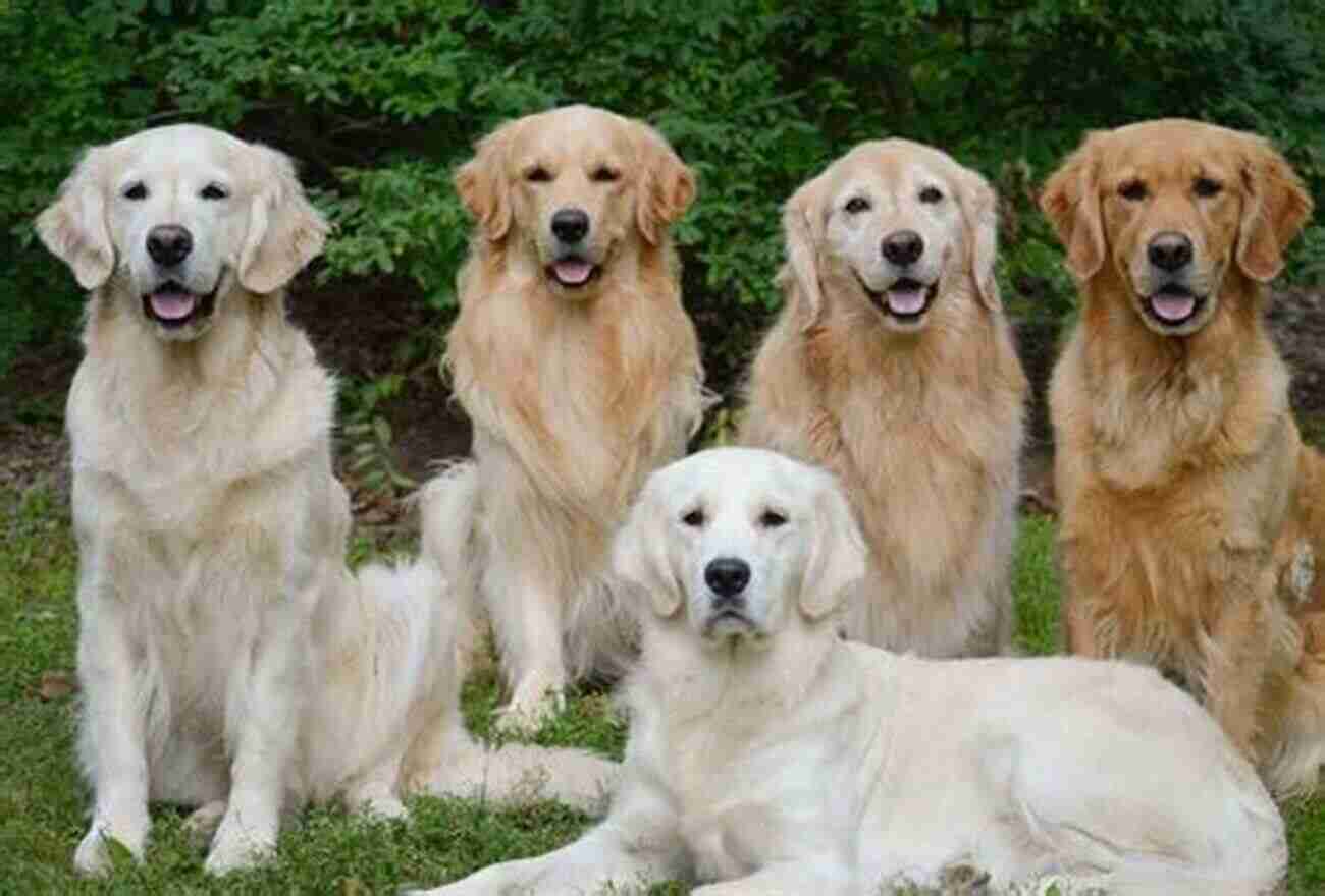 Golden Retriever Dogs You D Like To Meet