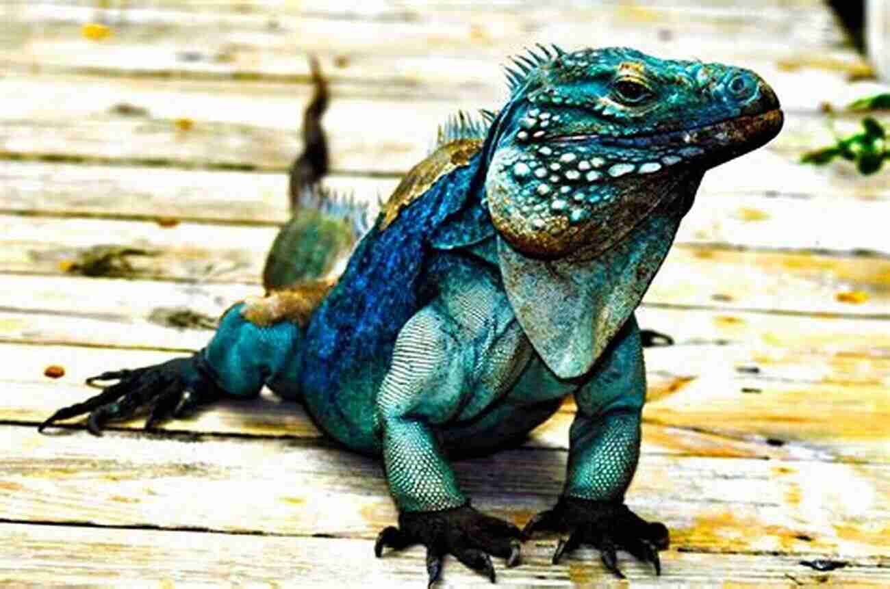 Grand Cayman Blue Iguana GRAND CAYMAN BLUE IGUANA: The Ultimate Guide For Keeping And Caring For A Healthy Grand Cayman Blue Iguana