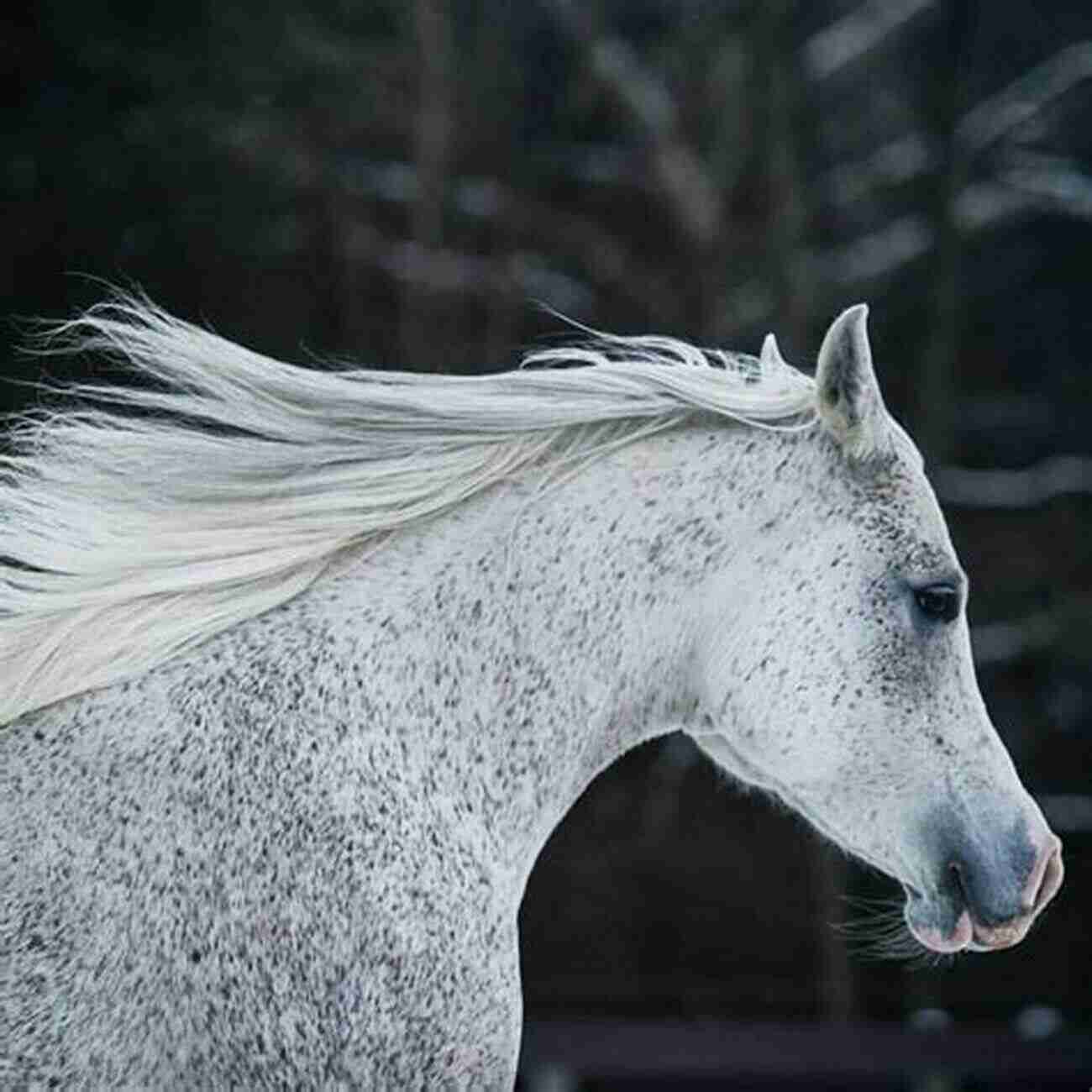 Gray Arabian Horse A Good Horse Has No Color : Searching Iceland For The Perfect Horse