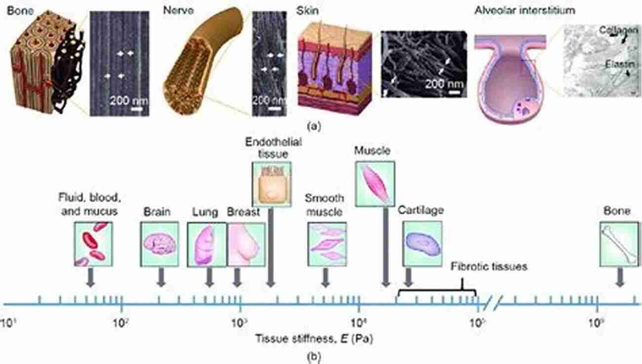 Illustration Of Nanoscale Biophysics Depicting A Cell's Structure And Processes Nanoscale Biophysics Of The Cell