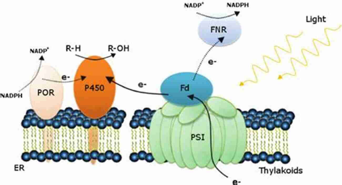 Illustration Of Plant Cytochrome P450 Monooxygenases Organic Xenobiotics And Plants: From Mode Of Action To Ecophysiology (Plant Ecophysiology 8)