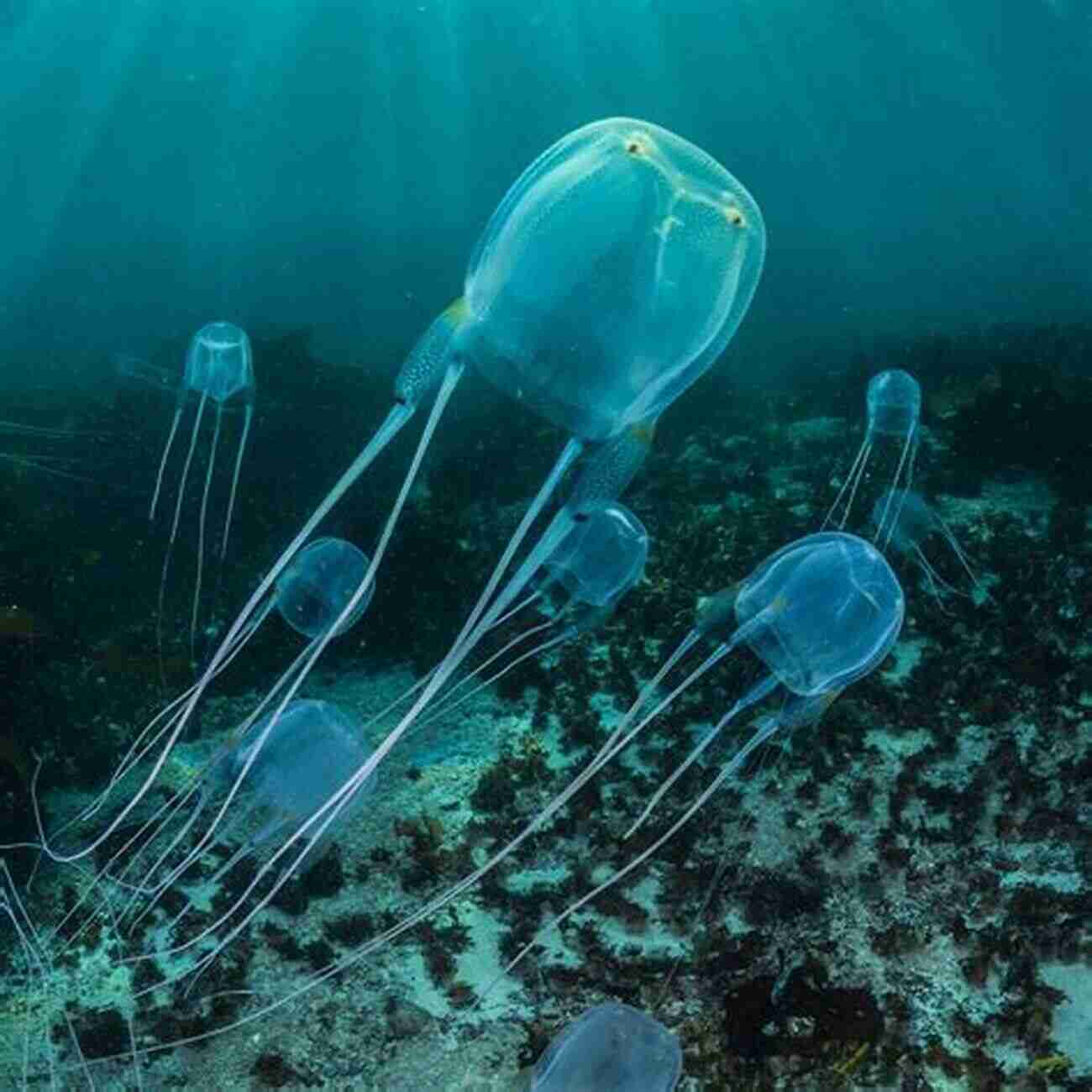 Image Of A Box Jellyfish In The Ocean The Of Deadly Animals