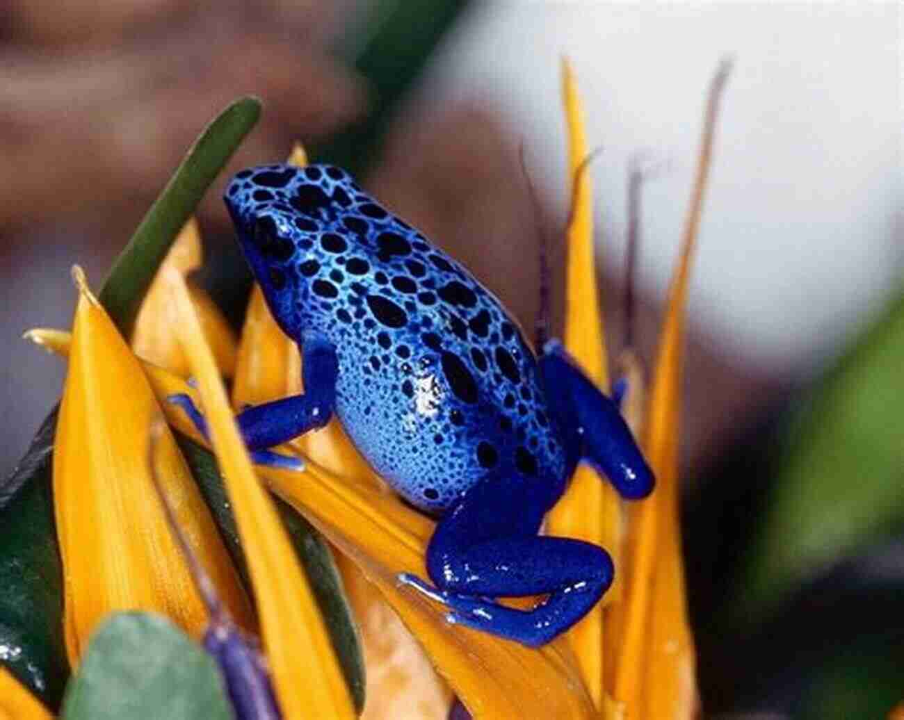 Image Of A Colorful Poison Dart Frog The Of Deadly Animals