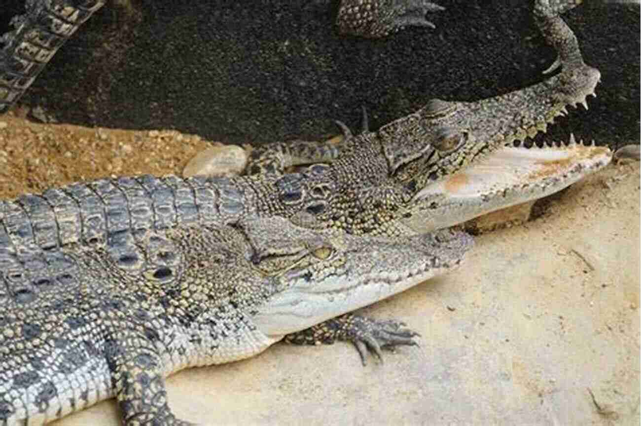 Image Of A Saltwater Crocodile Basking In The Sun The Of Deadly Animals