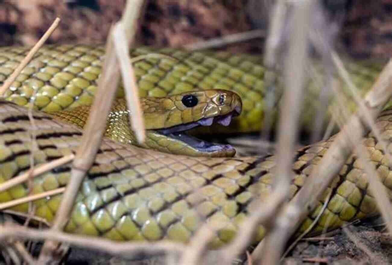 Image Of An Inland Taipan Snake The Of Deadly Animals