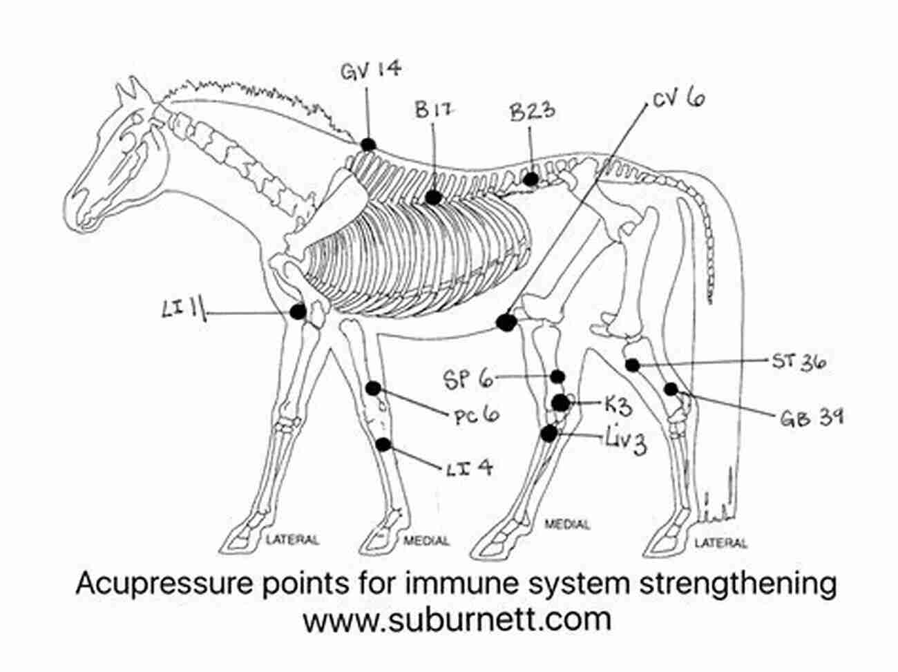 Immune System Boost Blend For Horses Strengthening Equine Immunity Herbal Blends For Horses: Herbal Combination Recipes From Expert Horsewomen