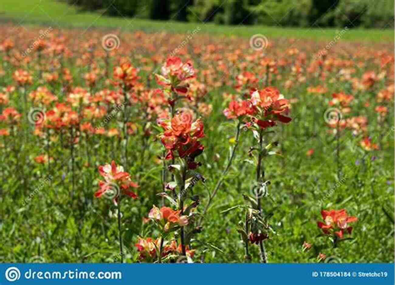 Indian Paintbrush Flowers In Full Bloom Wildflowers And Other Plants Of Texas Beaches And Islands (Gorgas Science Foundation Inc Treasures Of Nature Series)