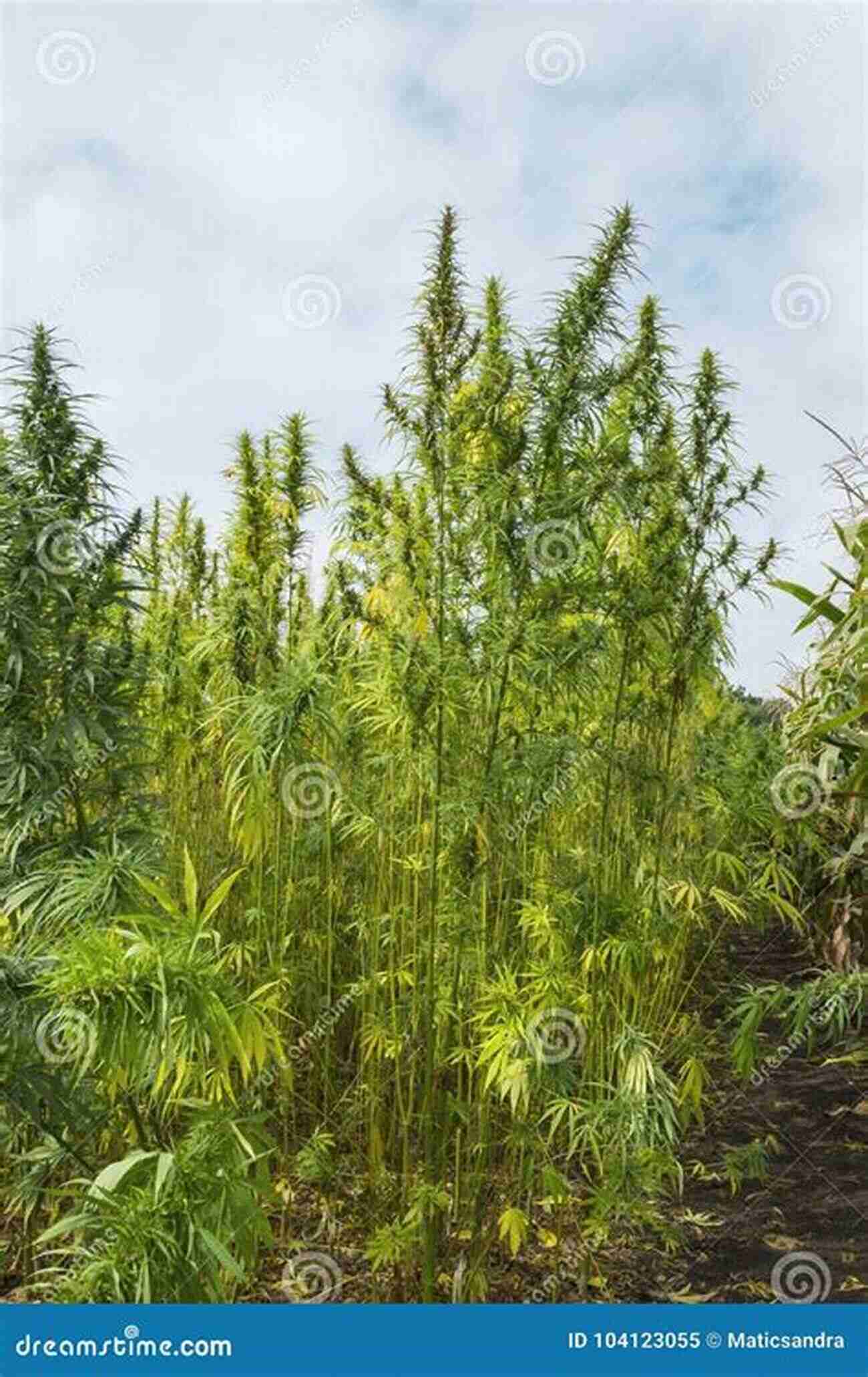 Industrial Hemp Field Can Industrial Hemp Help Big Tobacco?: A Marketing Case For Undergraduate And Graduate Business Students