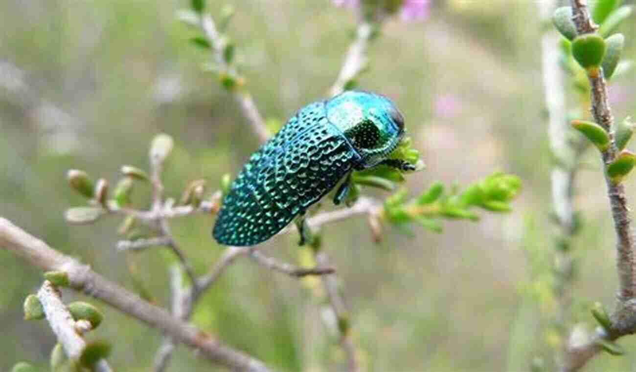 Jewel Beetle BEETLES BUTTERFLIES IN THE WORLD