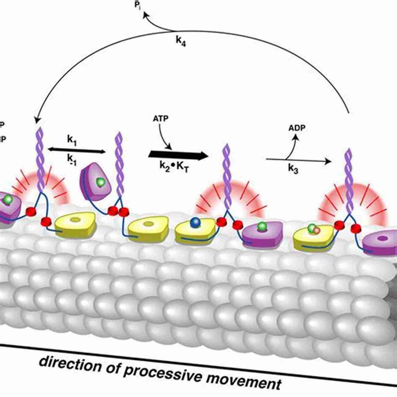 Kinesin Mechanism Of Functional Expression Of The Molecular Machines