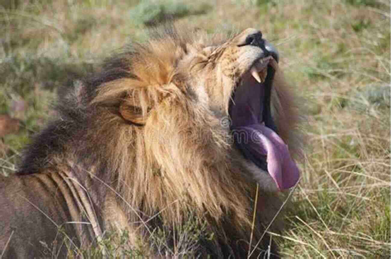 Lion Roaring In The Wilderness Save Me From The Lion S Mouth: Exposing Human Wildlife Conflict In Africa