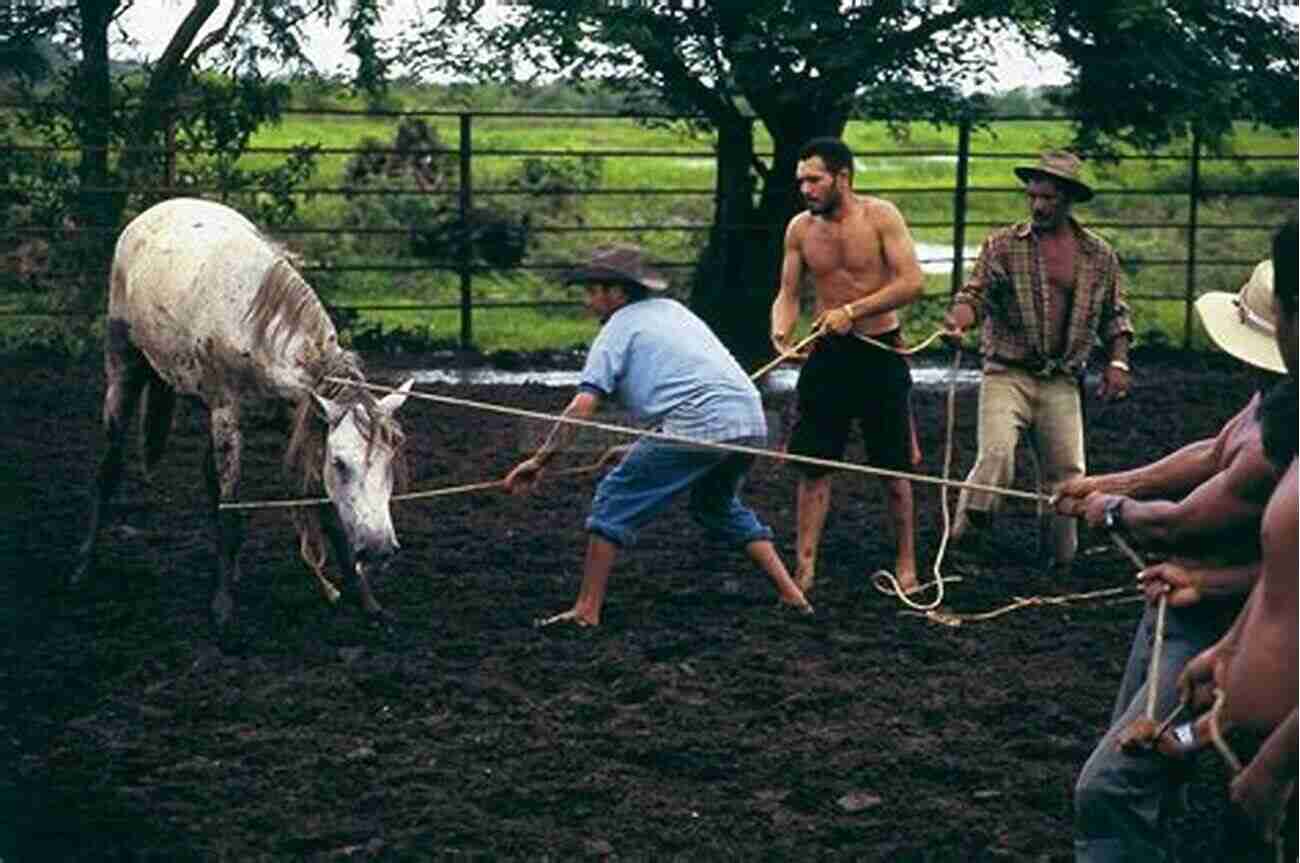 Llaneros Showcasing Their Horseback Skills Travels And Adventures In South And Central America First Series: Life In The Llanos Of Venezuela