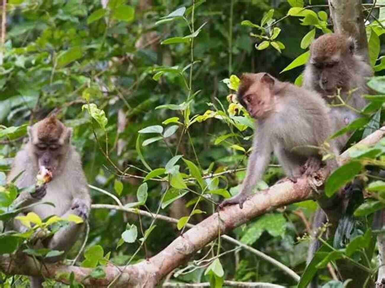 Long Tailed Macaque Sitting On A Tree Branch In An Untouched Rainforest The Speciesism Of Leaving Nature Alone And The Theoretical Case For Wildlife Anti Natalism