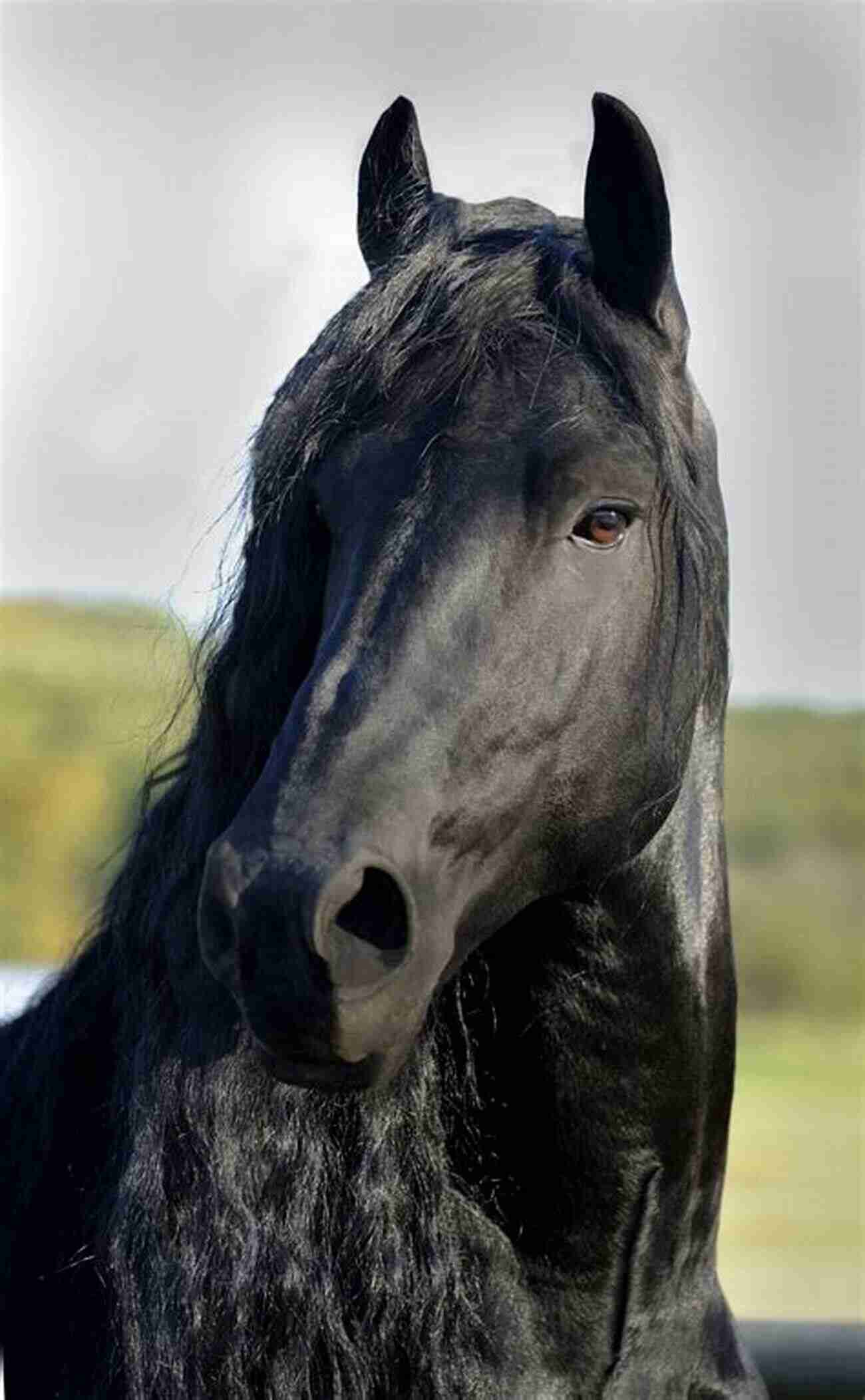 Magnificent Picasso: A Wild Stallion Of The West With A Flowing Mane, Striking Black Beauty, And Untamed Spirit Picasso: Wild Stallion Of The West