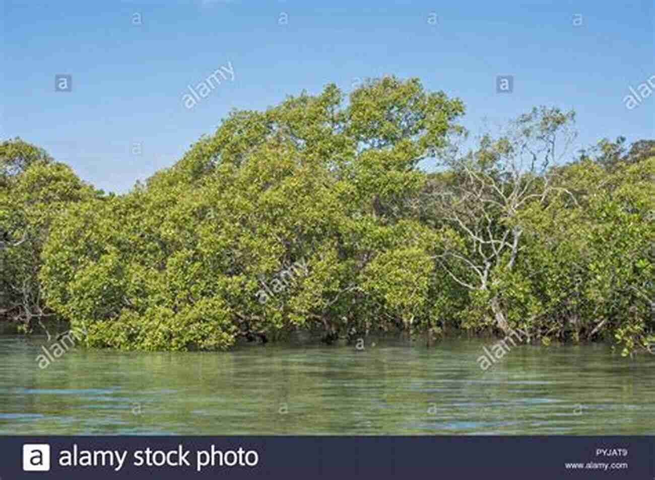 Mangroves Standing Tall Along The Shoreline Wildflowers And Other Plants Of Texas Beaches And Islands (Gorgas Science Foundation Inc Treasures Of Nature Series)