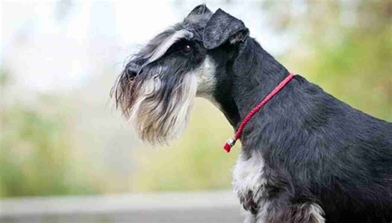 Miniature Schnauzer Loyal, Smart, And Friendly Dog Breed Miniature Schnauzer (Animal Planet Dogs 101)