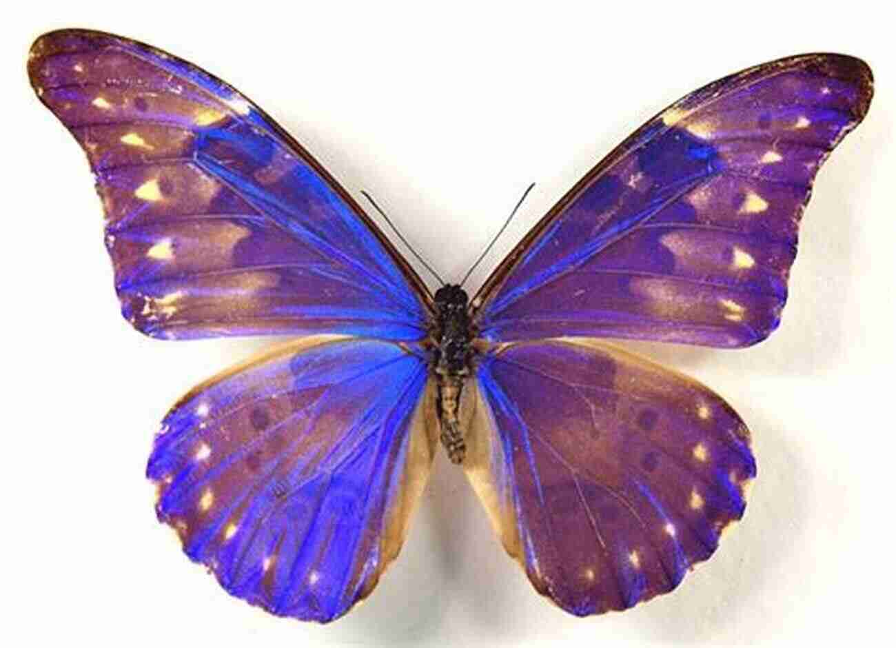 Morpho Butterfly BEETLES BUTTERFLIES IN THE WORLD