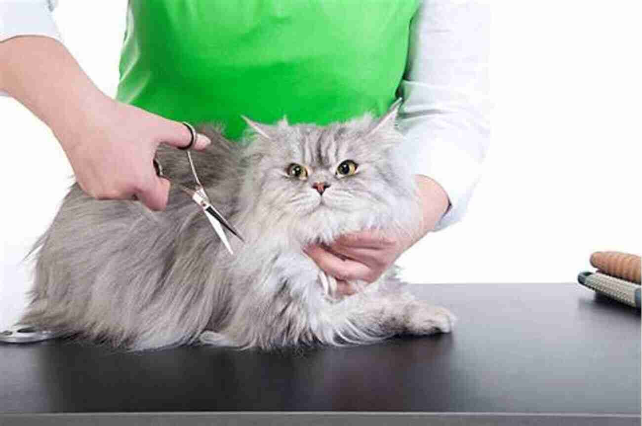 Persian Cat Being Groomed The Persian Cat (A Vet S Guide On How To Care For Your Persian Cat)