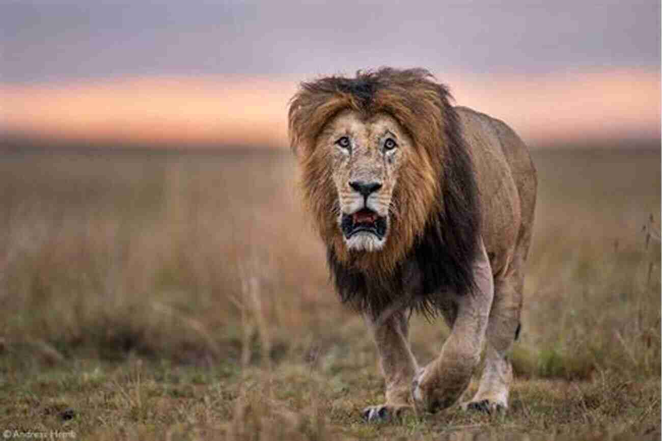 Photo Of A Male Lion In Maasai Mara National Reserve Photos Taken By Japanese Tourist In Kenya