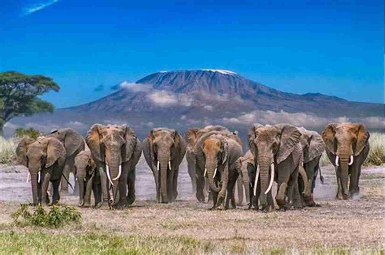 Photo Of Elephants In Amboseli National Park With Mount Kilimanjaro In The Background Photos Taken By Japanese Tourist In Kenya