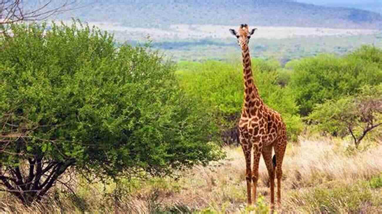 Photo Of Giraffes In Tsavo National Park Photos Taken By Japanese Tourist In Kenya