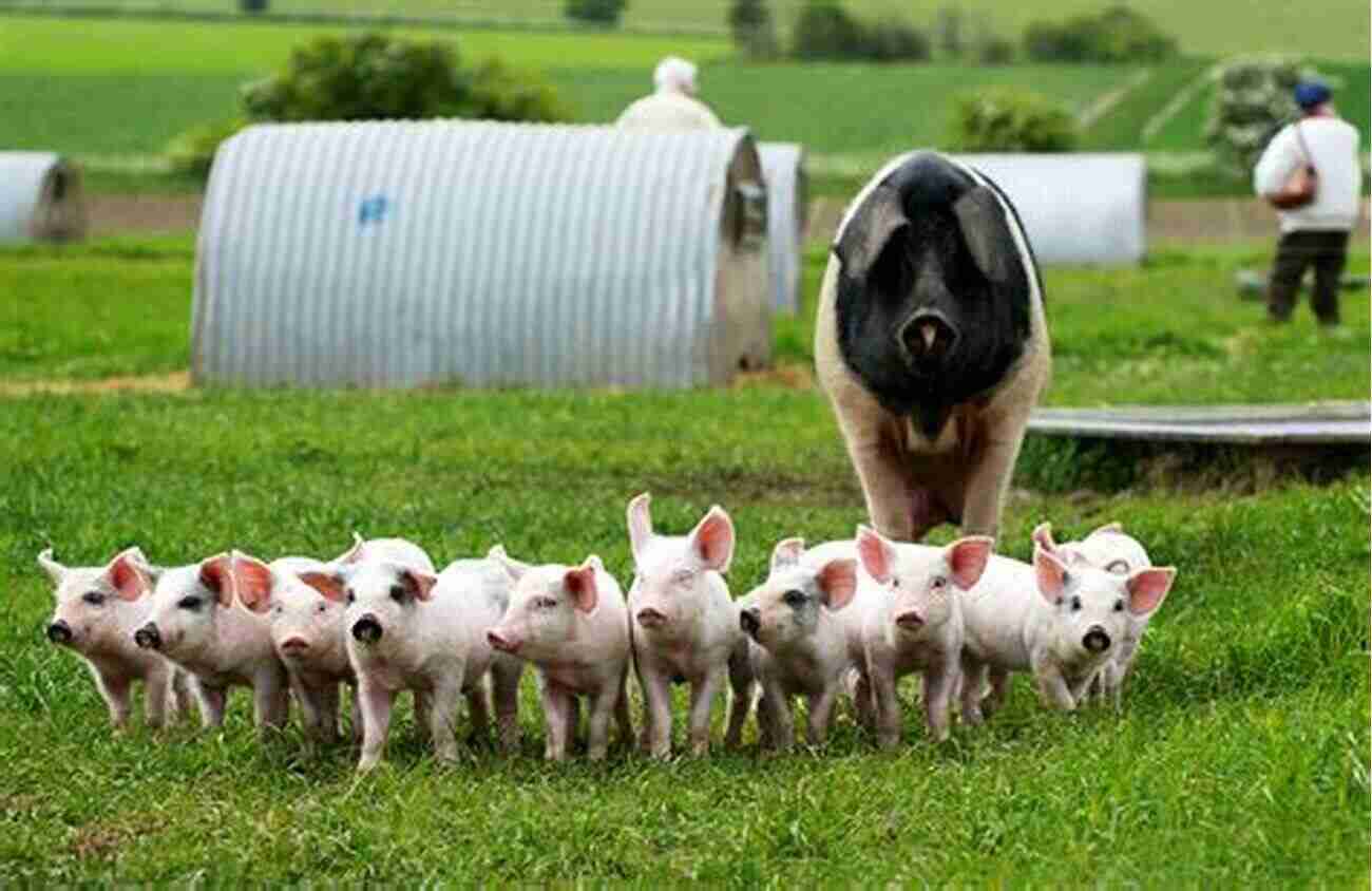 Practical Techniques For Raising Pigs Outdoors Naturally: Discover The Secrets Of Sustainable Pig Farming Dirt Hog: A Hands On Guide To Raising Pigs Outdoors Naturally