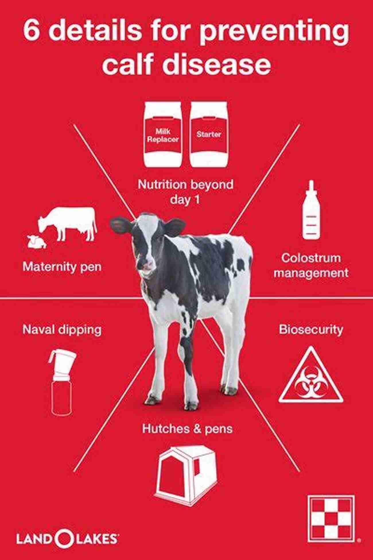 Preventing Common Dairy Calf Diseases: Vaccinations And Hygiene Practices DAIRY CALF MANAGEMENT (Farm Management)