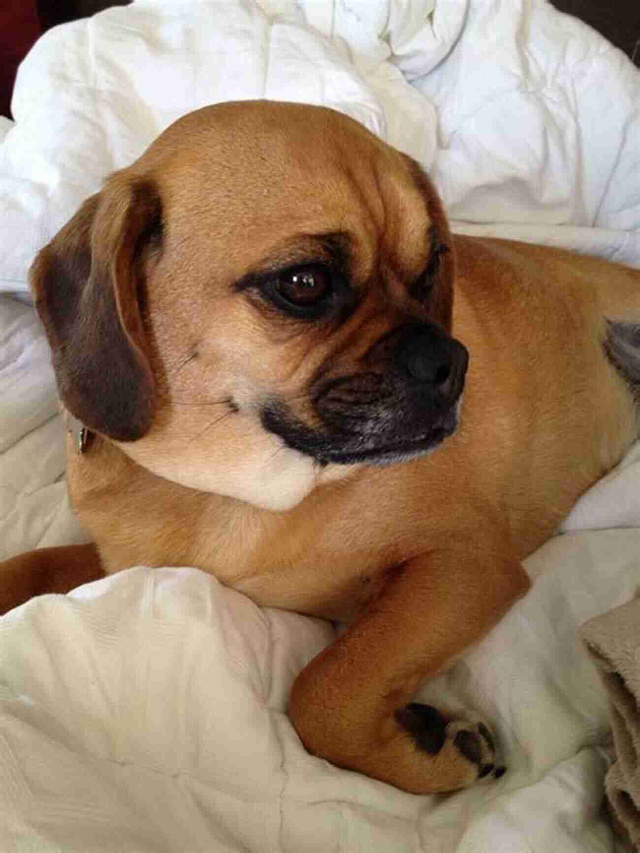 Puggle The Ultimate Perfect Companion Missing My Dog My Best Friend: Ginger: Embraced From A Loving Puggle