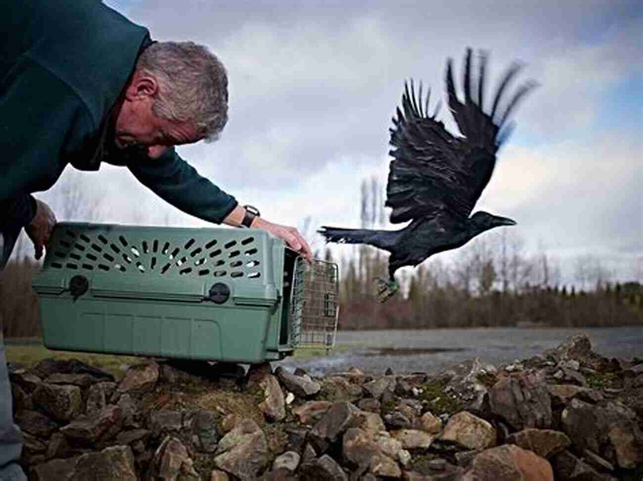 RSPB Spotlight: Crows Unraveling The Mysteries Of These Engaging And Intelligent Birds RSPB Spotlight Crows Mike Unwin