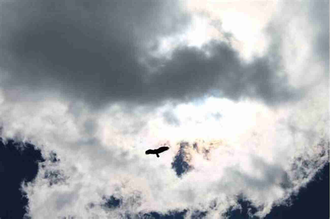 Raptors Soaring Over Christmas Mountain During Sunset The Raptor Revolution Save Christmas Mountain