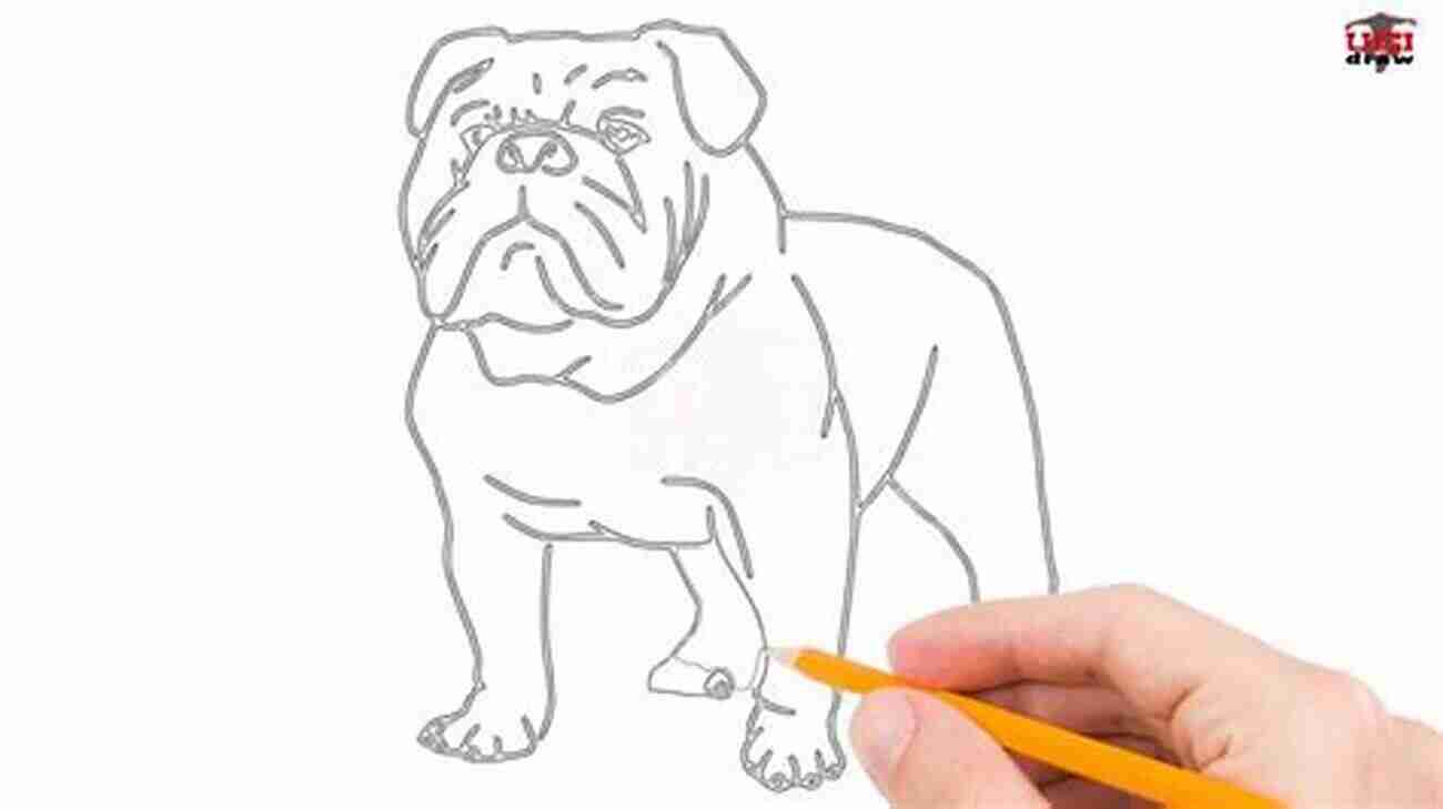 Refining Bulldog Features How To Draw A Bulldog In Six Easy Steps