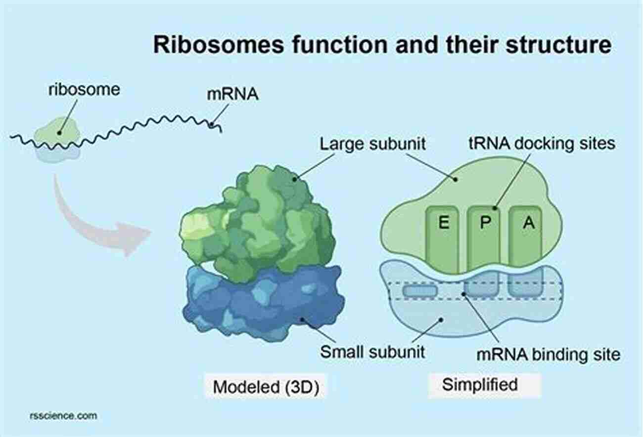 Ribosome Mechanism Of Functional Expression Of The Molecular Machines