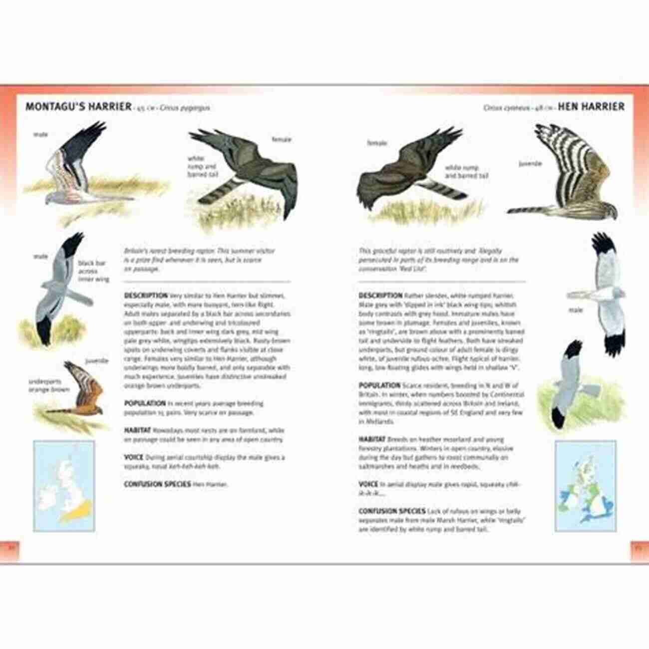 Second Edition Rspb Spotlight The Ultimate Guide To Birdwatching RSPB Handbook Of Garden Wildlife: Second Edition (RSPB Spotlight)