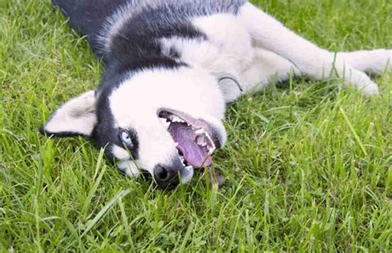 Siberian Husky Puppy Playing Outdoors Siberian Husky Training The Ultimate Guide To Training Your Siberian Husky Puppy: Includes Sit Stay Heel Come Crate Leash Socialization Potty Training And How To Eliminate Bad Habits