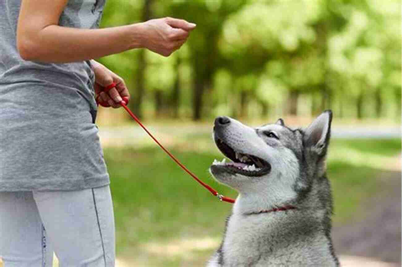 Siberian Husky Puppy Training With Positive Reinforcement Siberian Husky Training The Ultimate Guide To Training Your Siberian Husky Puppy: Includes Sit Stay Heel Come Crate Leash Socialization Potty Training And How To Eliminate Bad Habits