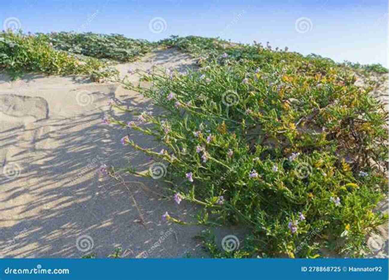 Stunning Wildflowers Blooming On A Sandy Beach Wildflowers And Other Plants Of Texas Beaches And Islands (Gorgas Science Foundation Inc Treasures Of Nature Series)