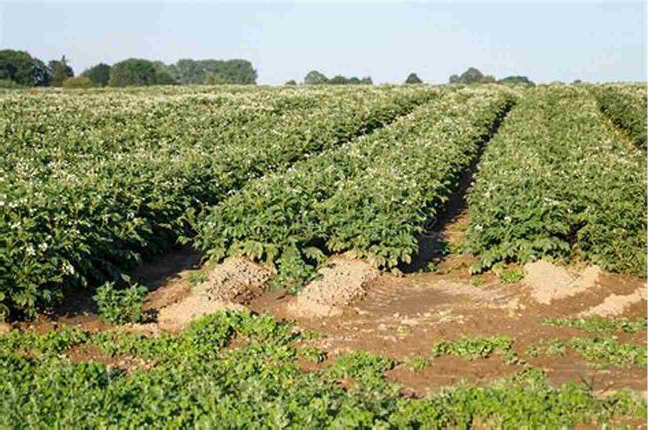 Sweet Potato Field A Flourishing Haven For The Tastiest Tubers Sweet Potato Loss Adjustment Standards Handbook 2016 And Succeeding Crop Years FCIC 20140L (11 2014)