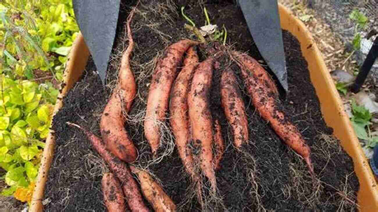 Sweet Potato Harvest A Bounty Of Nutritious And Versatile Gems Sweet Potato Loss Adjustment Standards Handbook 2016 And Succeeding Crop Years FCIC 20140L (11 2014)