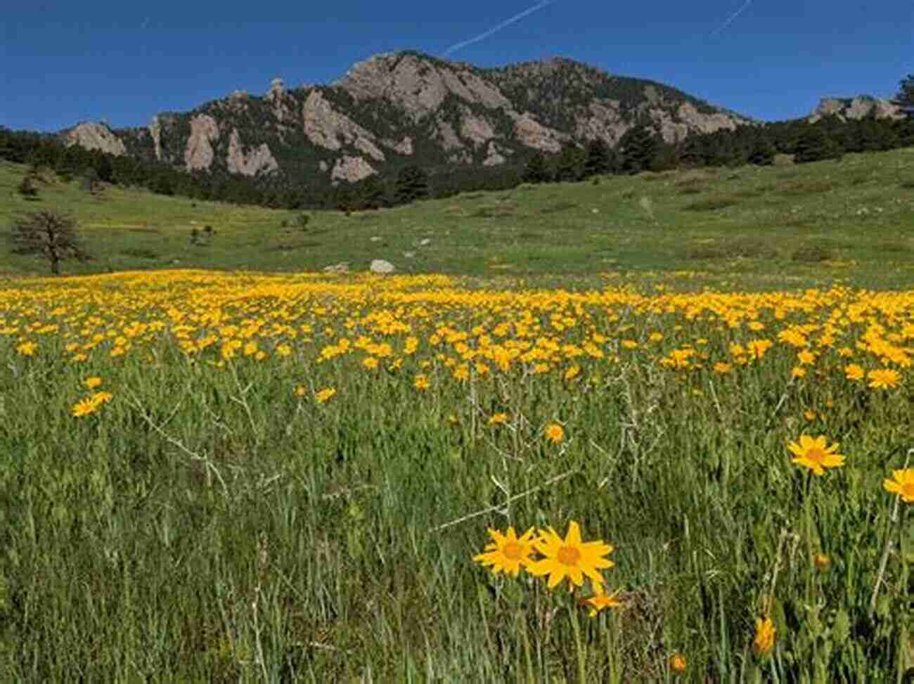 Teewinot Mountain In Spring, Adorned By A Carpet Of Wildflowers Teewinot: A Year In The Teton Range