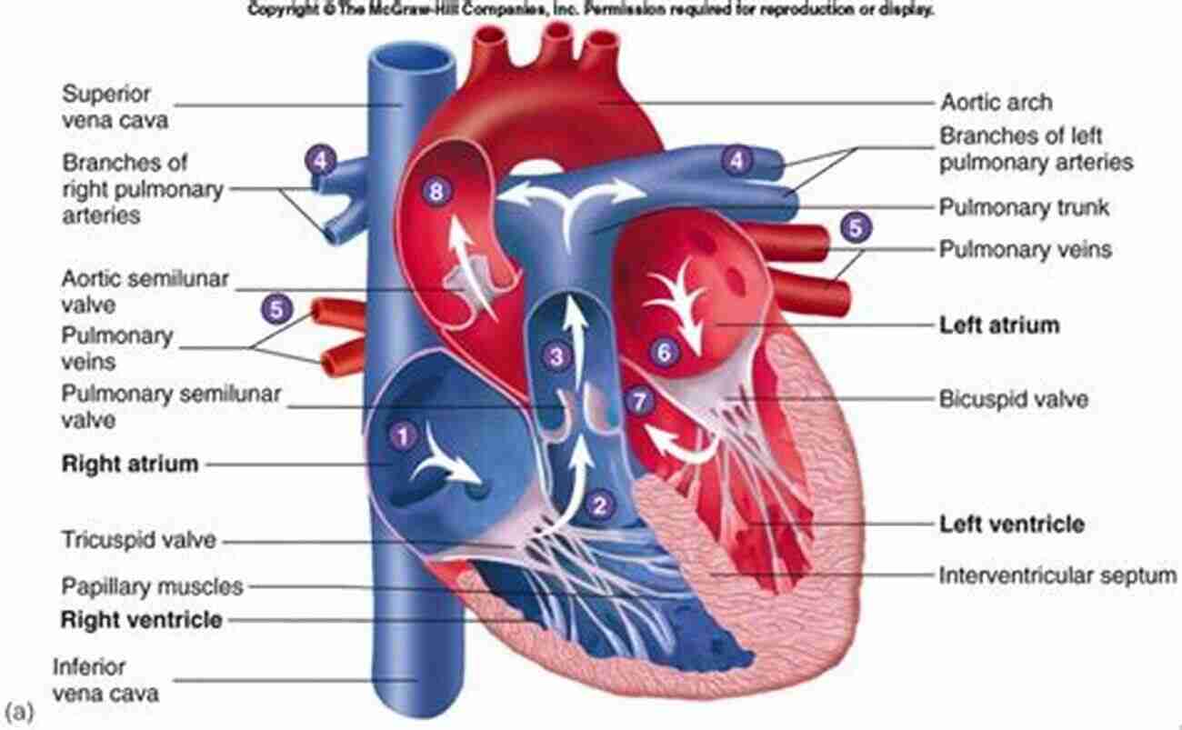 The Anatomical Shape Of Heart The Anatomical Shape Of A Heart