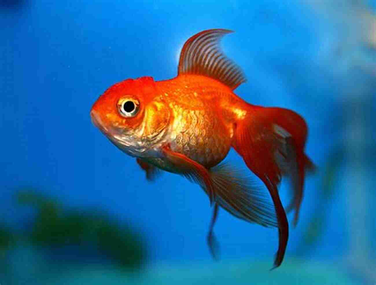 The Healthy Goldfish Constance McKinley With Vibrant Colors And Strong Immunity The Healthy Goldfish Constance McKinley