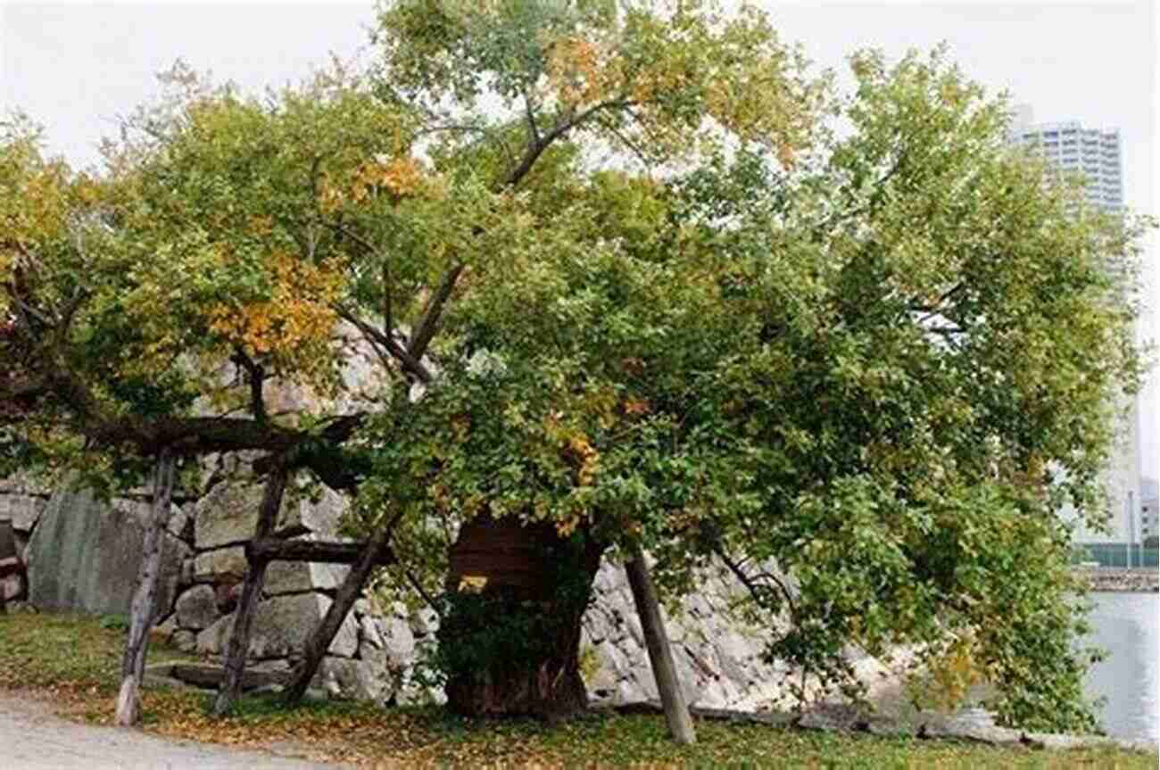 The Remarkable Sturdiness And Beauty Of The Bombed Trees Of Hiroshima Survivors: The A Bombed Trees Of Hiroshima (Peace Studies)