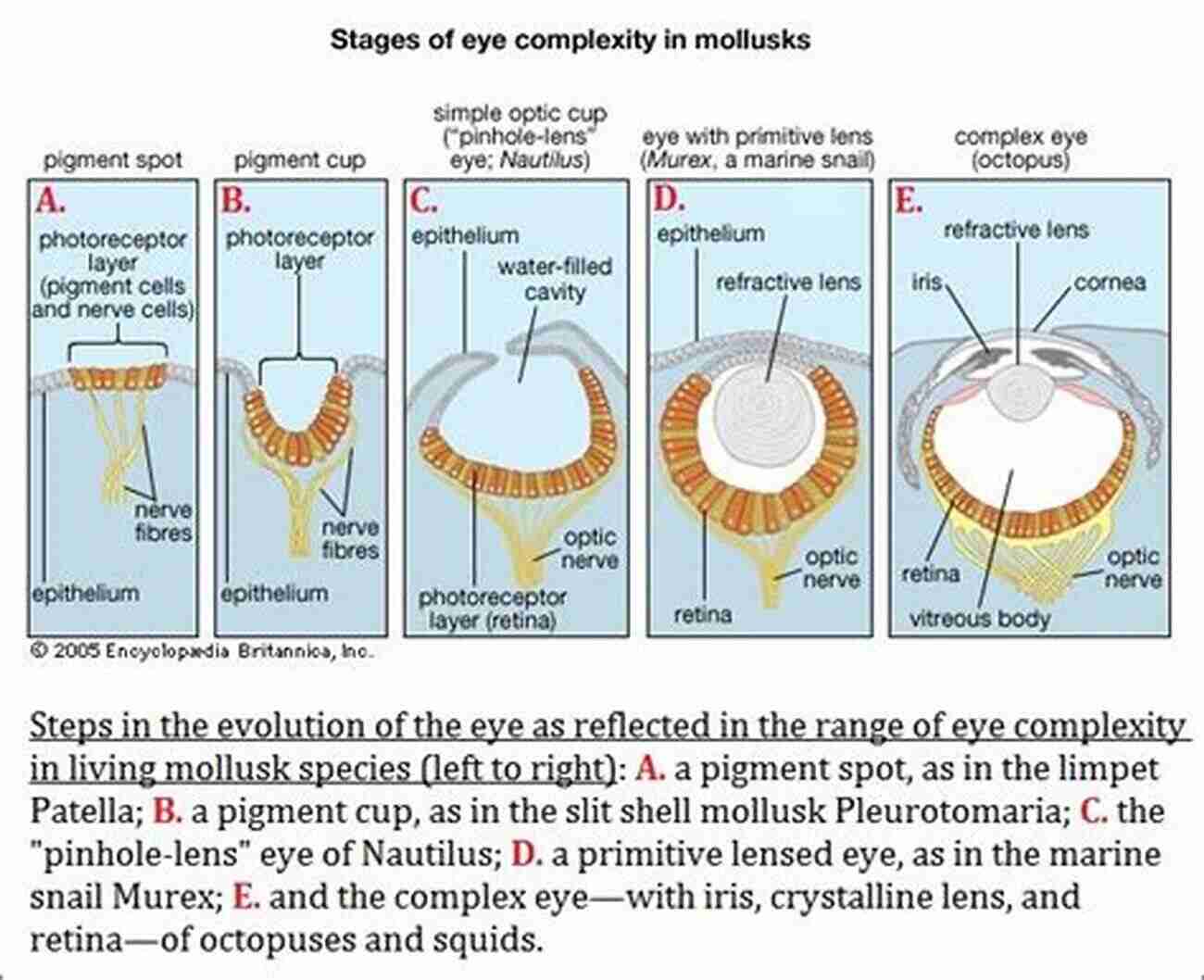 The Complexity Of The Eye Challenges The Process Of Evolution Evolution Unraveled: How Science Disproves Evolution