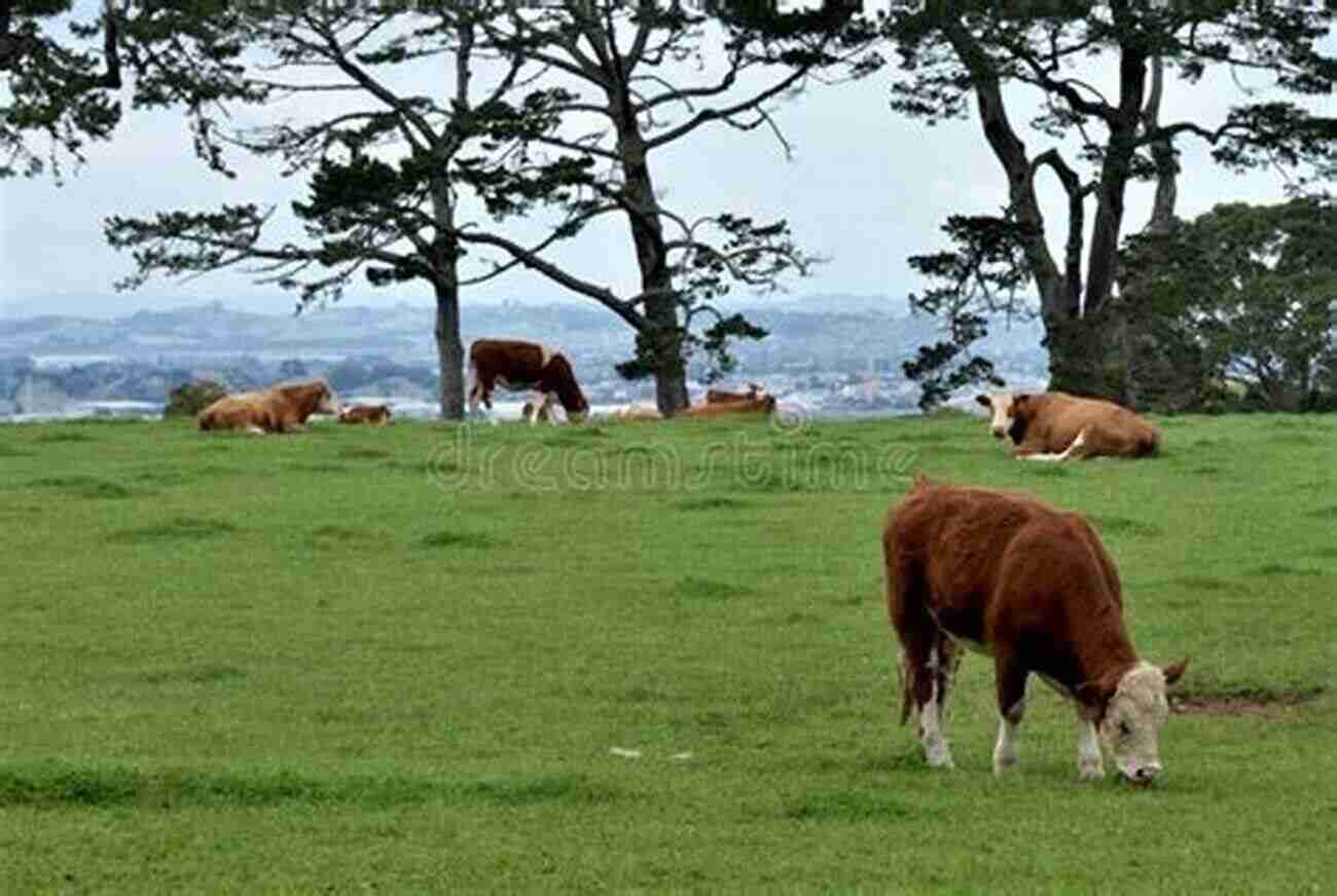 Thoughtful Cows Grazing In A Green Pasture Personalities On The Plate: The Lives And Minds Of Animals We Eat