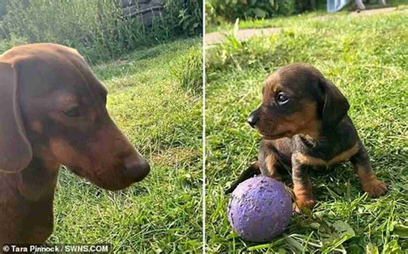 Three Adorable Dachshunds Playing Fetch In The Park Hounded: The Lowdown On Life From Three Dachshunds