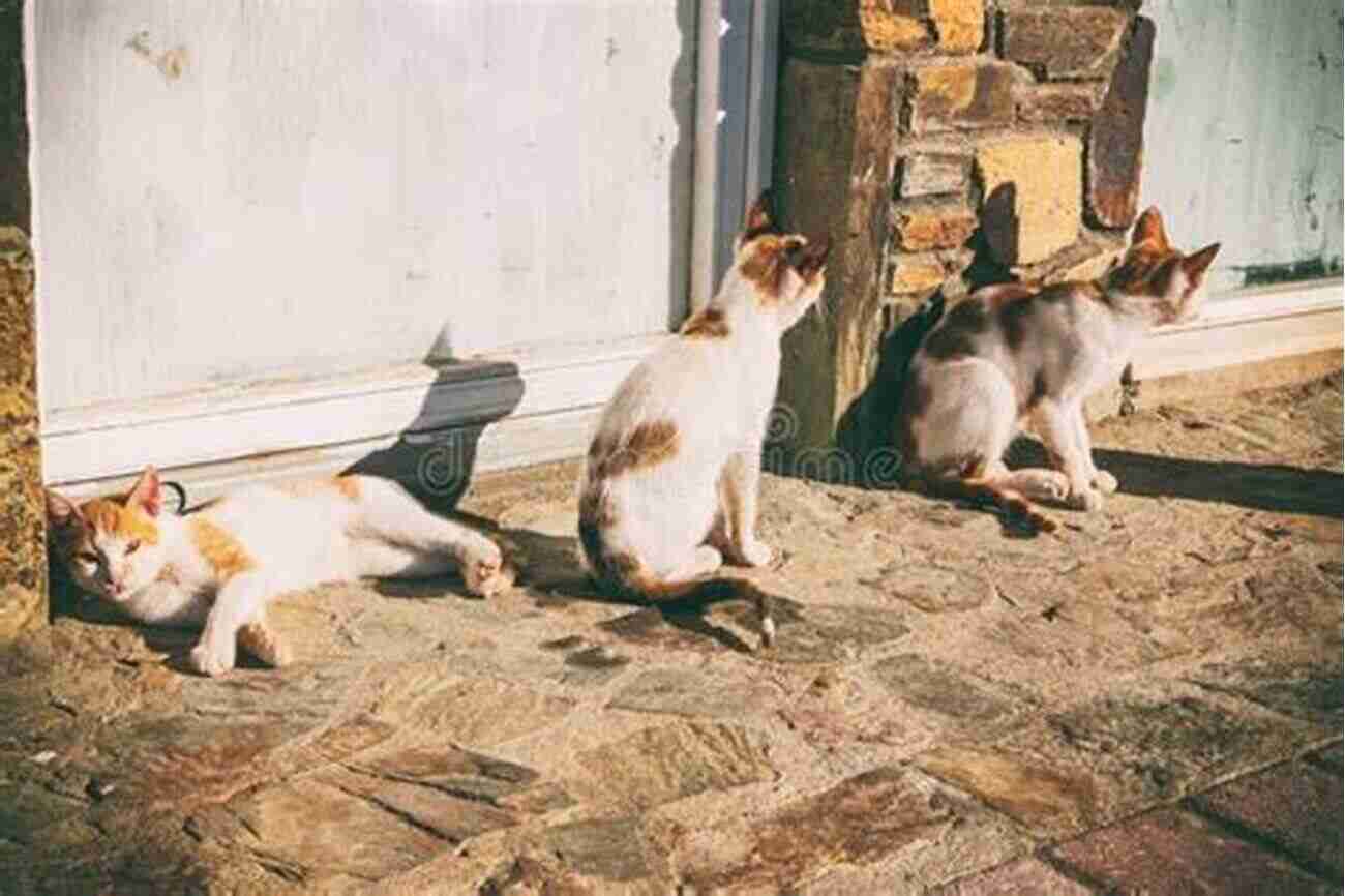 Three Adorable Stray Kittens Playing In A Garden To Catch A Cat: How Three Stray Kittens Rescued Me