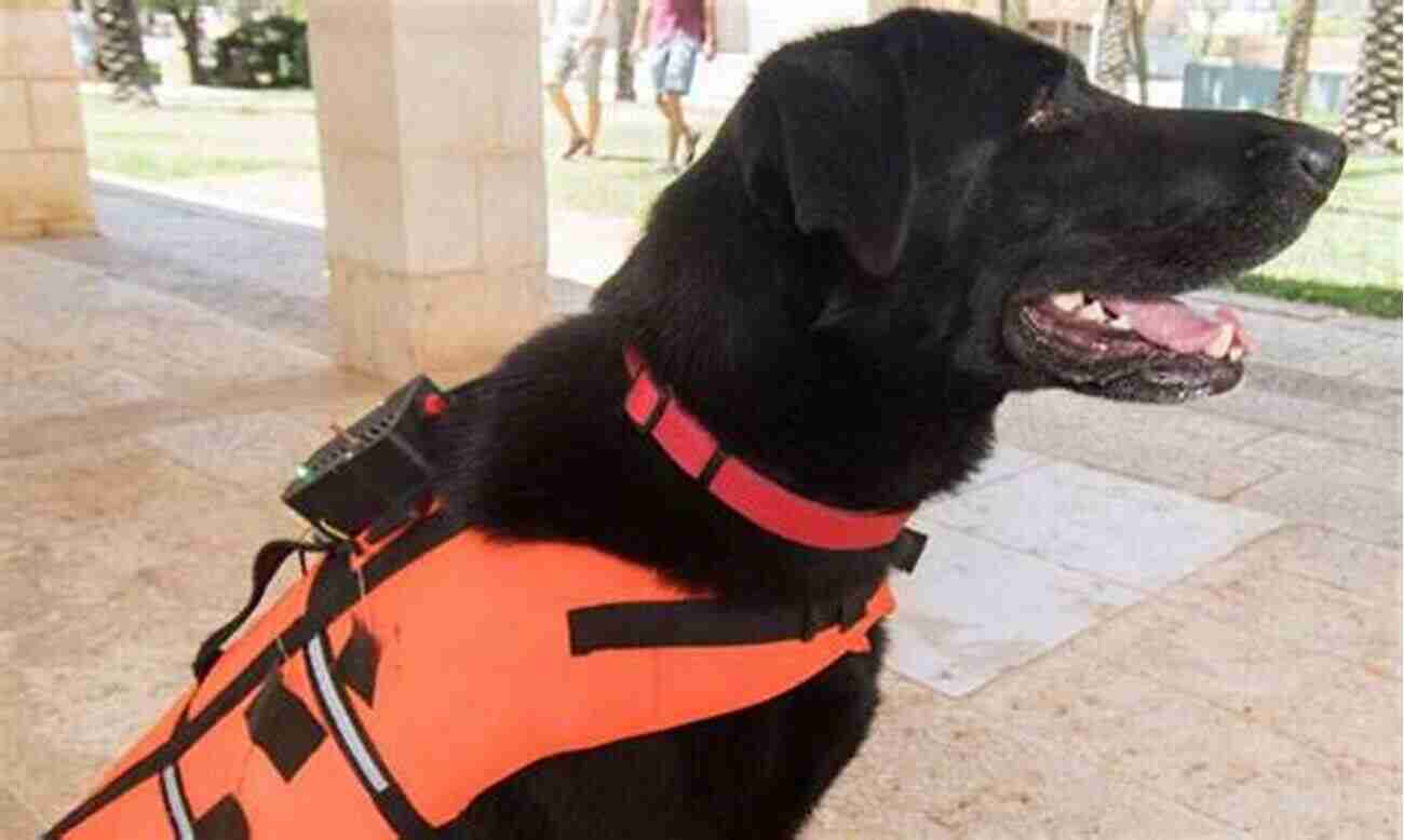 True Story Of A Dog Named Hero, Wearing A Rescue Vest And Assisting In Search And Rescue Operations Rover: True Stories Of A Dog And His Family